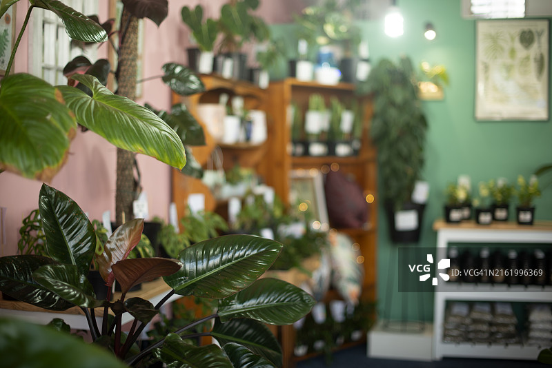 出售的室内或苗圃商店展示的植物图片素材