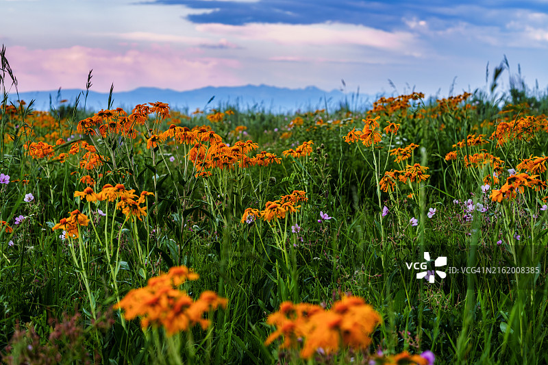山地草甸中的橙色喷嚏草野花图片素材
