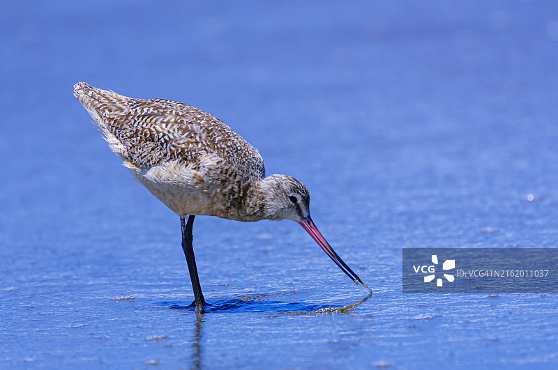 太平洋海岸滩涂上的斑尾塍鹬图片素材