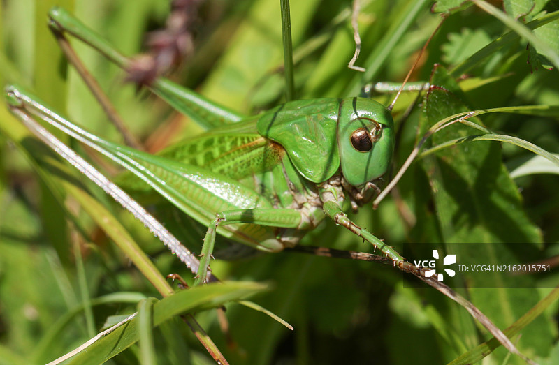 极其罕见的疣蝗在朝南的白垩山坡灌木丛中图片素材
