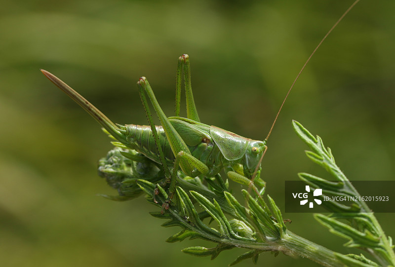 一只稀有的大绿螽斯雌性个体停在一片叶子上图片素材