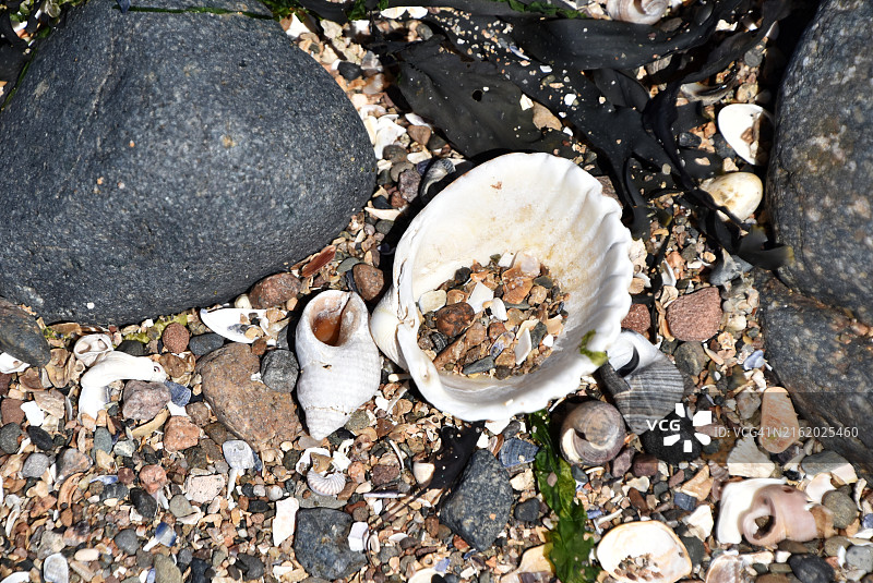 海藻贝壳与沙滩图片素材
