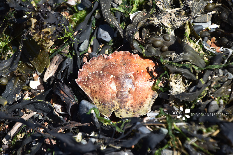 海藻贝壳与沙滩图片素材