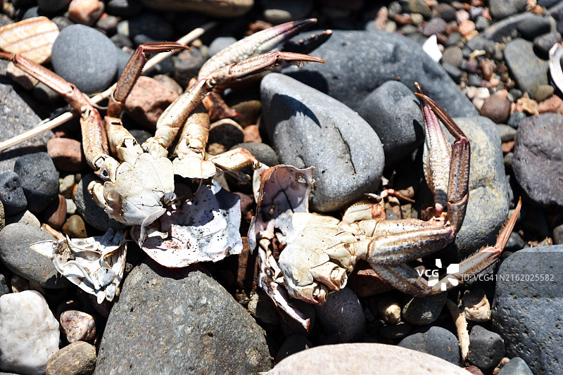 海藻贝壳与沙滩图片素材