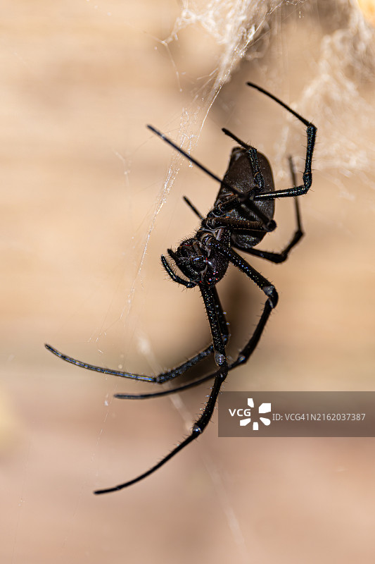 马达加斯加黑寡妇蜘蛛图片素材