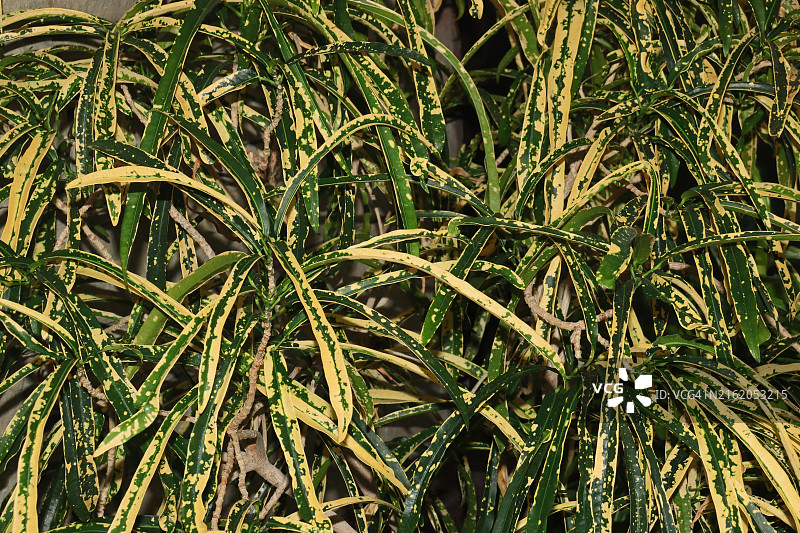 香蕉巴戟天图片素材