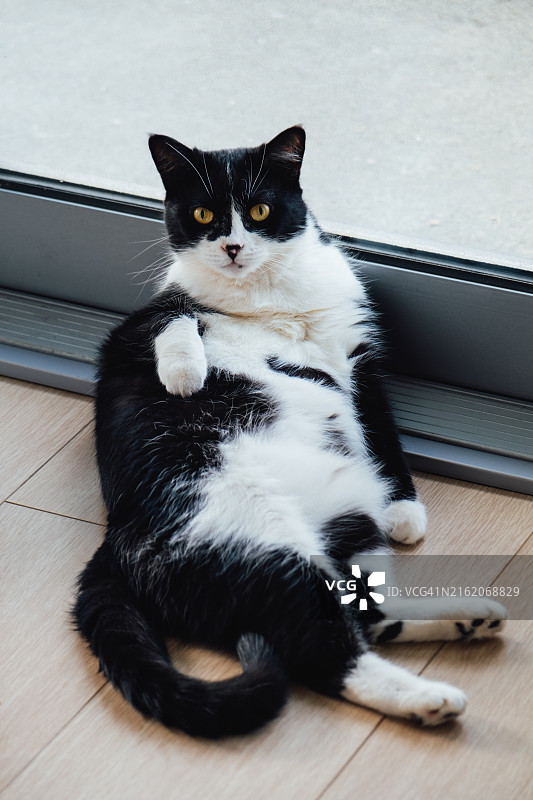 放松的燕尾服黑白猫看着镜头图片素材