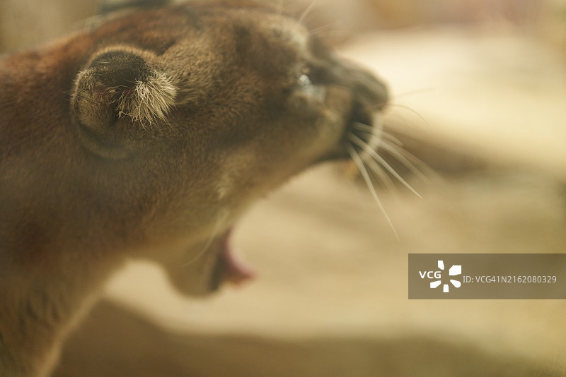 暖色调的狮子自然状态特写图片素材