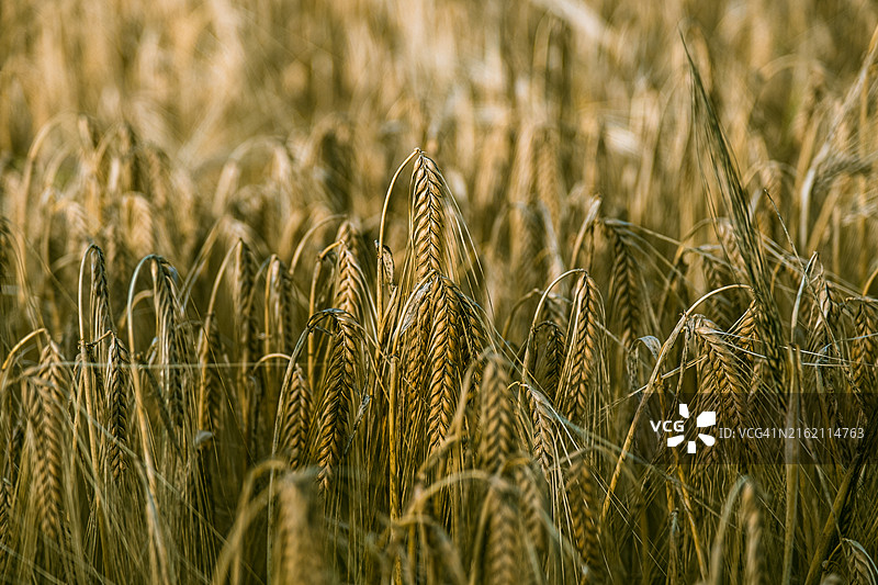 小麦田图片素材