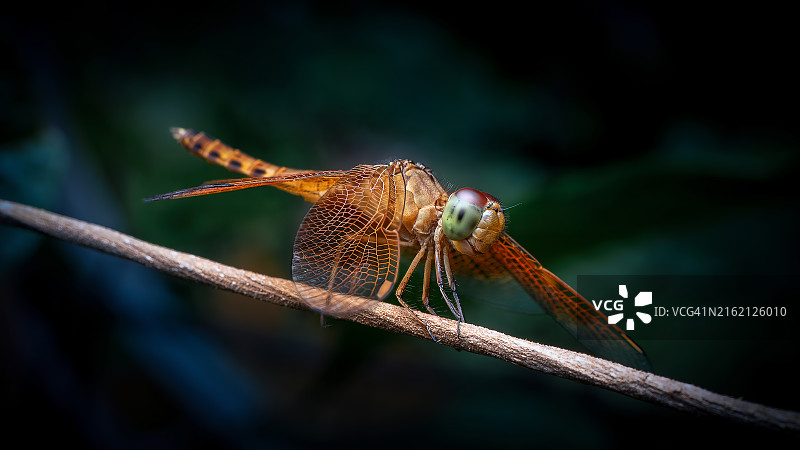 蜻蜓(Brachythemis polluata)是蜻蜓科的一种。图片素材