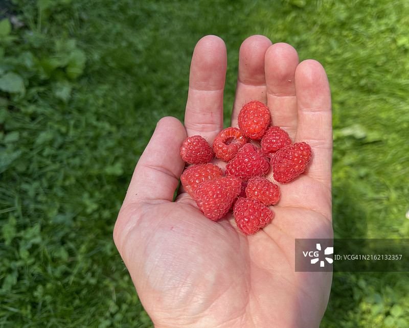 男人手中的红色覆盆子图片素材