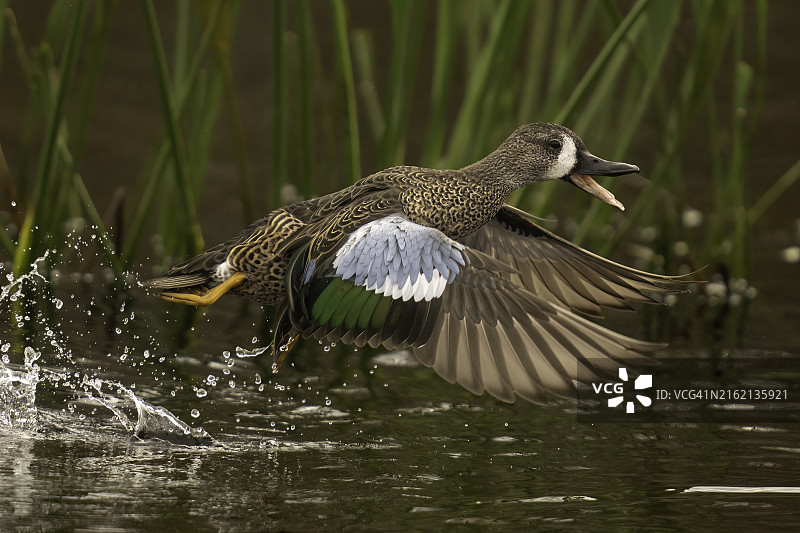 蓝翅小鸭起飞图片素材