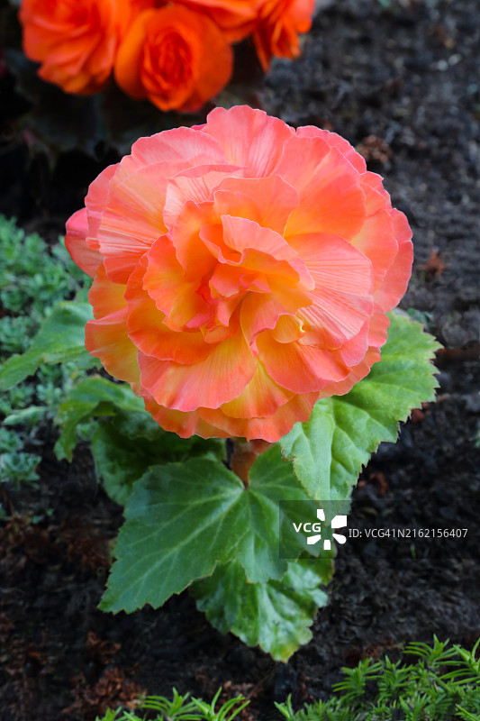 橙色丽格海棠图片素材