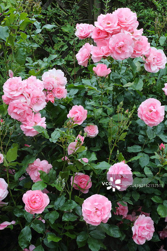 英国花园里的粉色灌木玫瑰图片素材