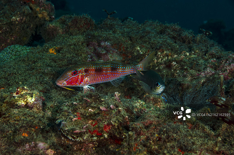 棕色金带鱼和虾图片素材