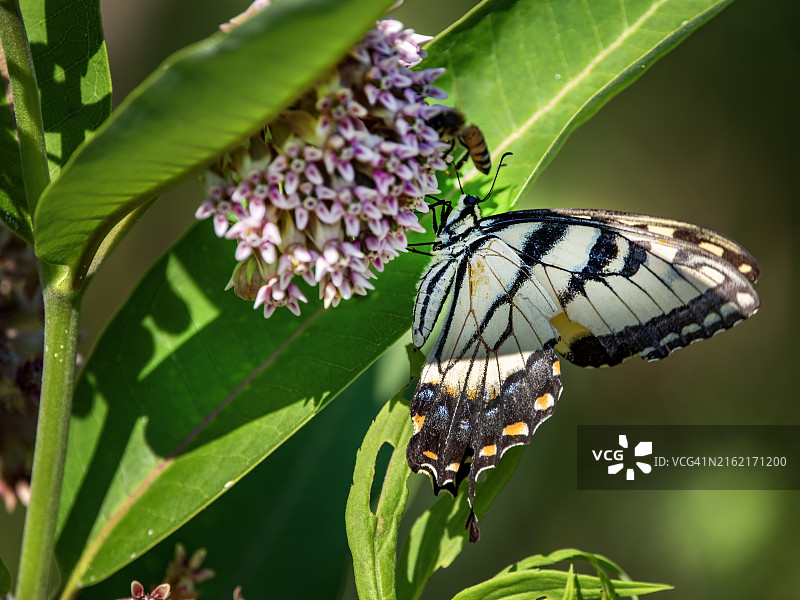 虎凤蝶图片素材