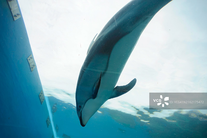 可爱的太平洋白边海豚与人类嬉戏图片素材