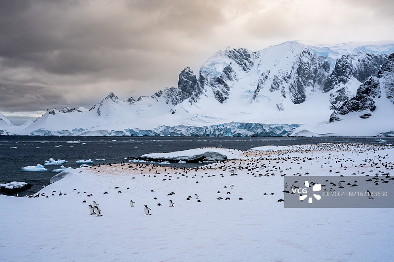 南极洲库弗维尔岛的巴布亚企鹅群落图片素材