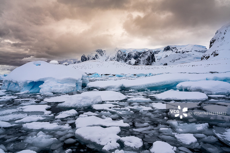 南极洲库弗维尔岛的巴布亚企鹅群落图片素材