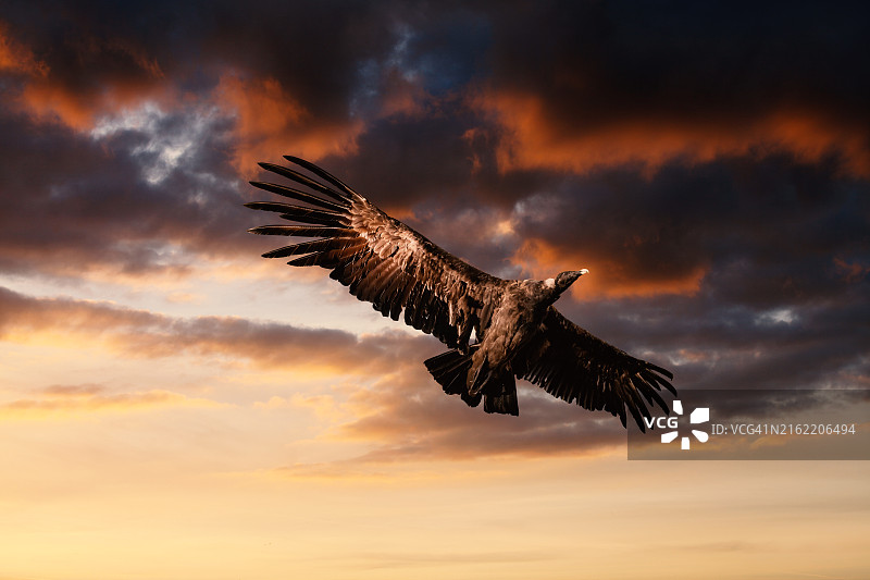 翱翔的秃鹫图片素材