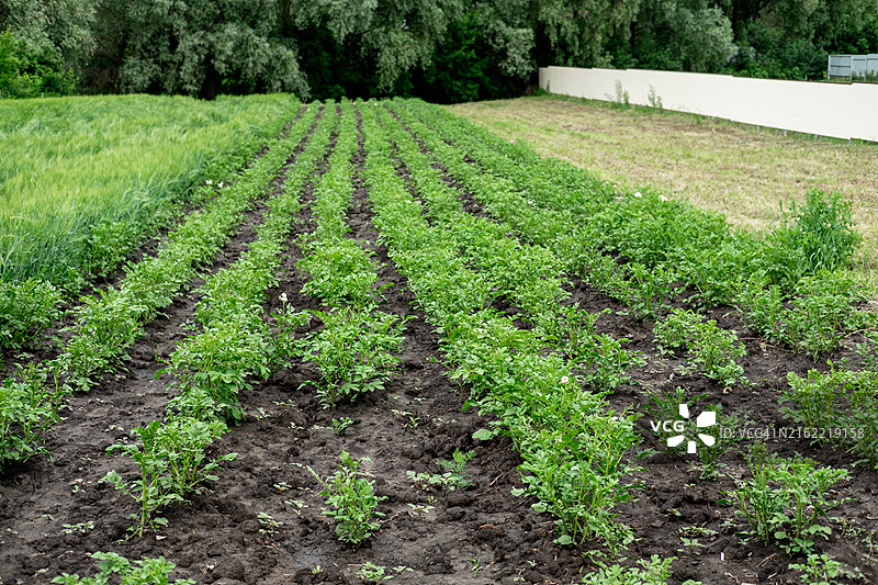 马铃薯田种植园与树木背景图片素材