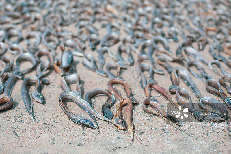 本地治里捕鱼照片图片素材