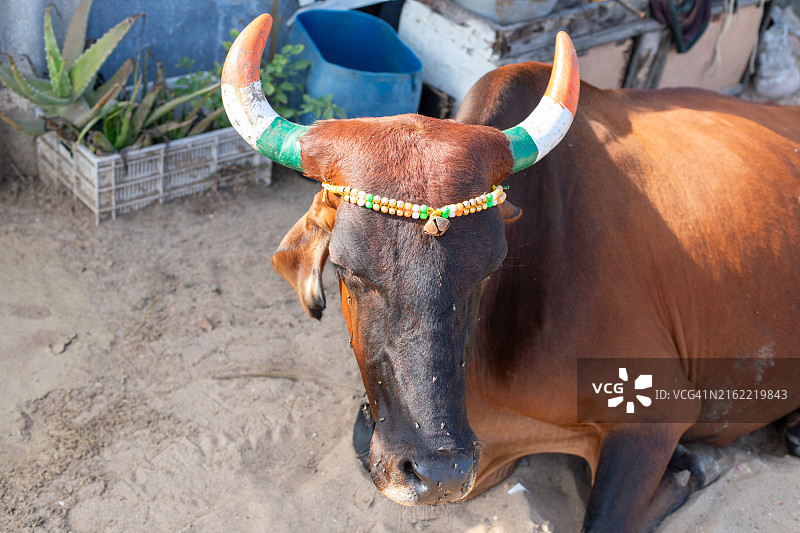 本地治里，印度牛肖像图片素材