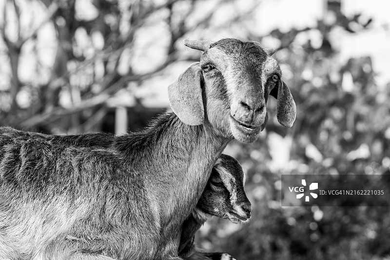 山羊全家福图片素材