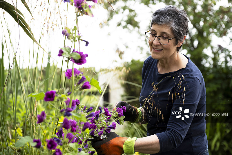 在英式花园中园艺的女人图片素材