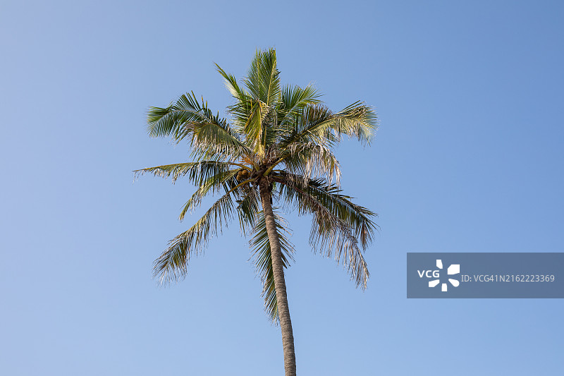 本地治里棕榈树图片素材