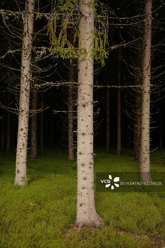 三棵不祥的树图片素材