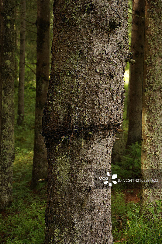 有疤痕的树图片素材