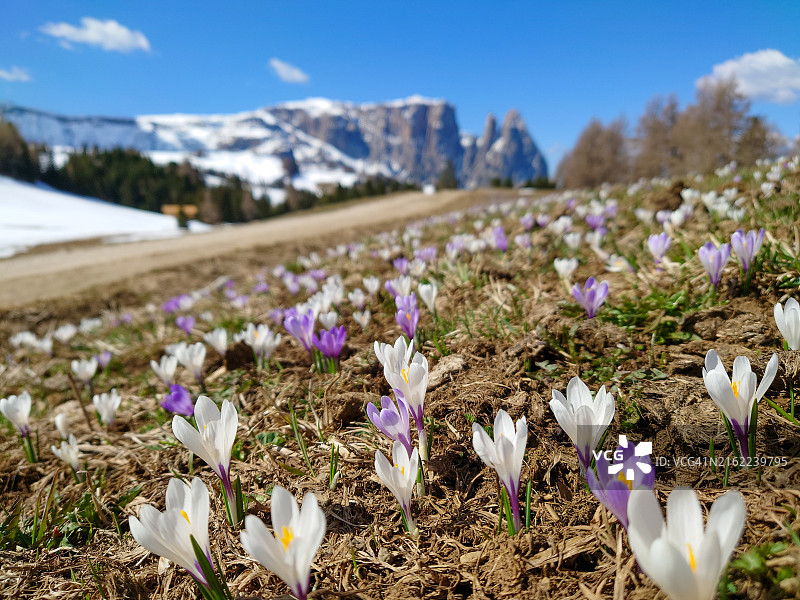 花卉草地图片素材