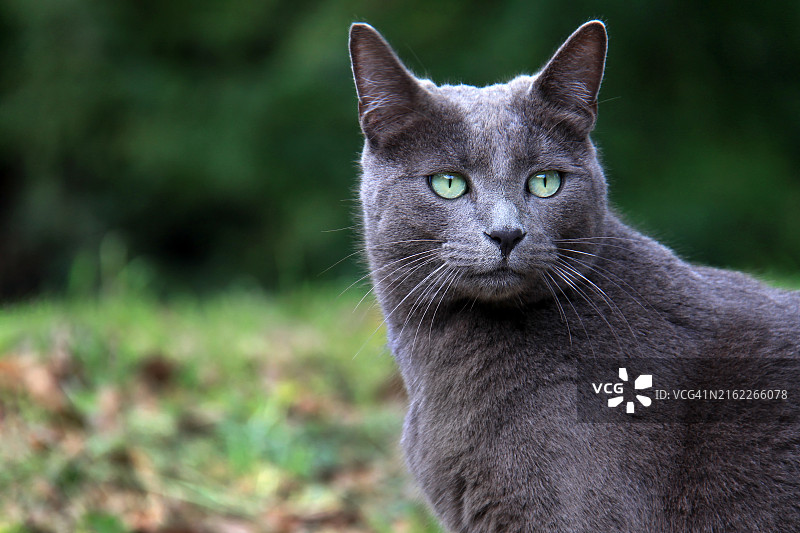 猫的特写肖像，意大利图片素材