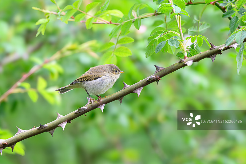 雀鸟栖息在树枝上的特写图片素材