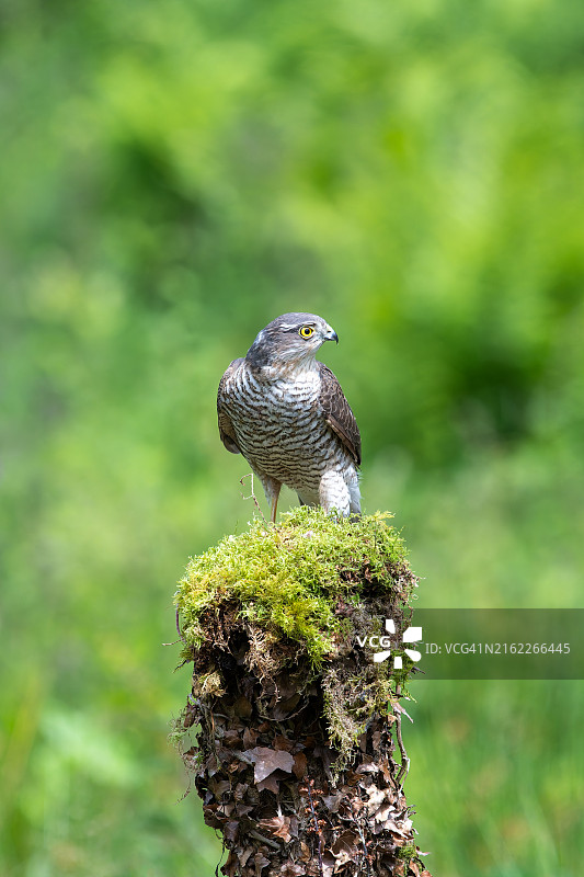 猎食的猎鹰栖息在苔藓上特写图片素材
