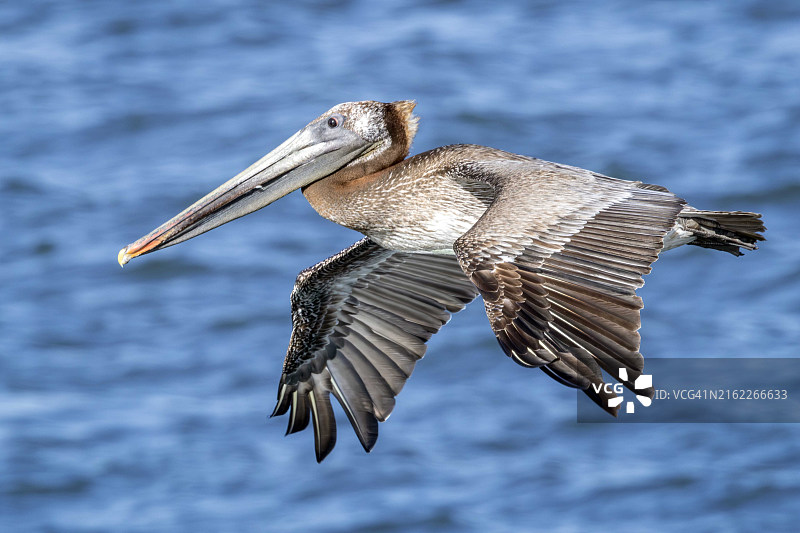 美国俄勒冈州库斯湾棕色鹈鹕飞越海面特写图片素材