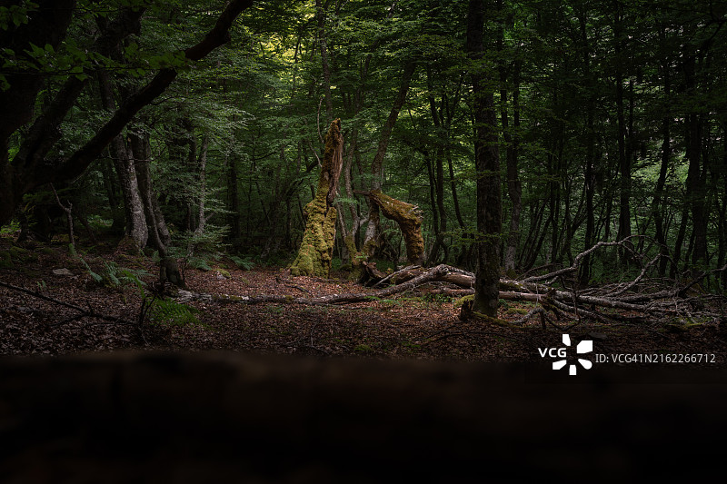 西班牙的森林树木图片素材