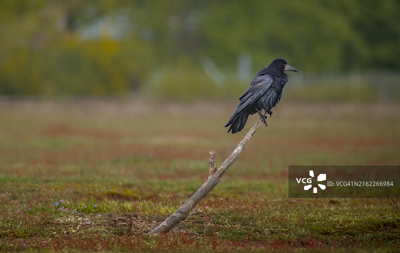栖息在树枝上的乌鸦特写图片素材