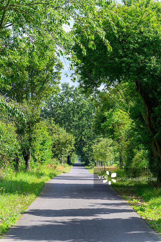 德国勃兰登堡绿色乡村的自行车道图片素材
