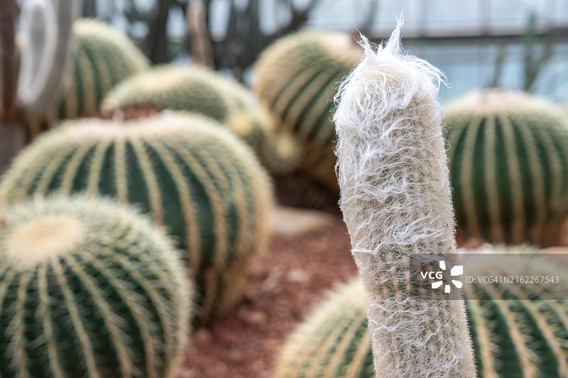 老人柱仙人掌毛刺和细节特写图片素材