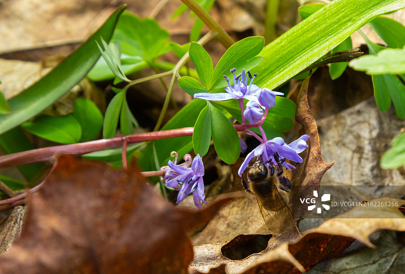 蜜蜂采集二叶蓝bell花蜜和花粉：早春报春花特写图片素材