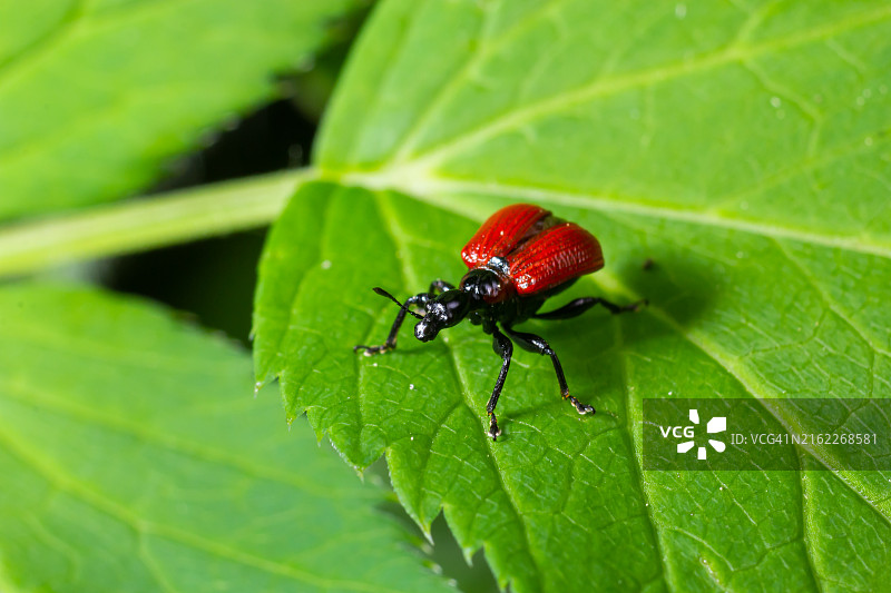 林中绿叶上的马铃薯叶蝉图片素材