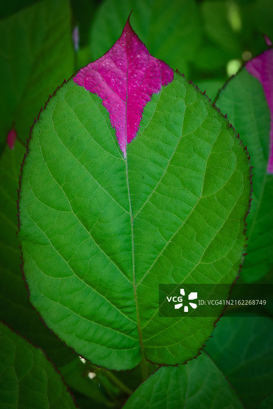 绿叶特写图片素材