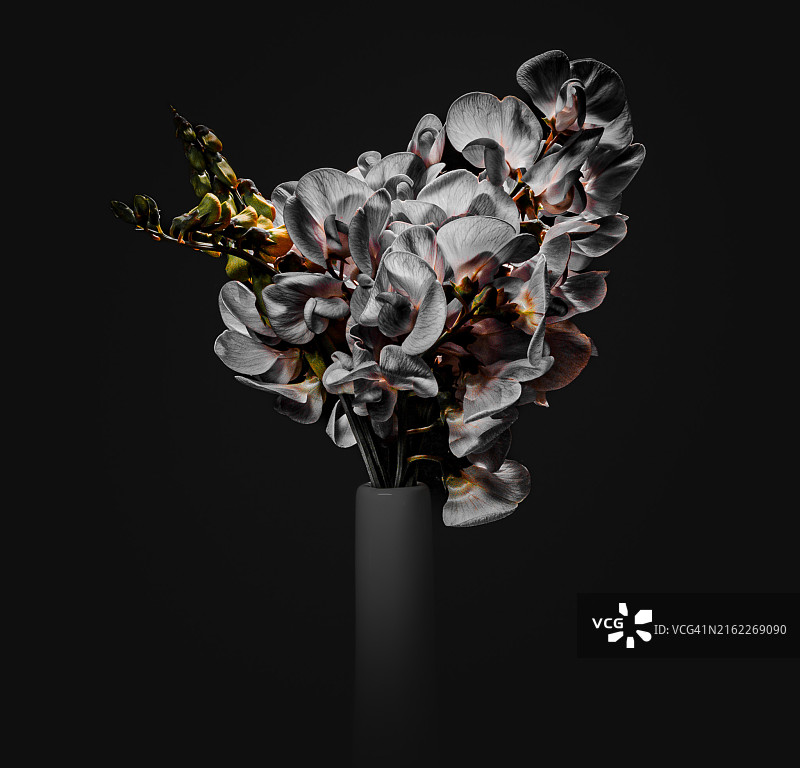 英国罗切斯特黑色背景下的花朵特写图片素材