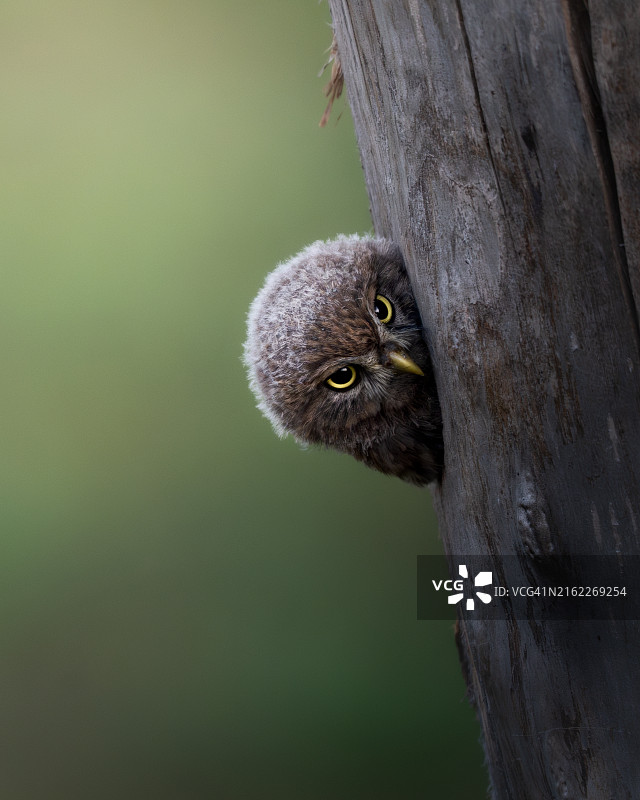 树干上的猫头鹰特写图片素材