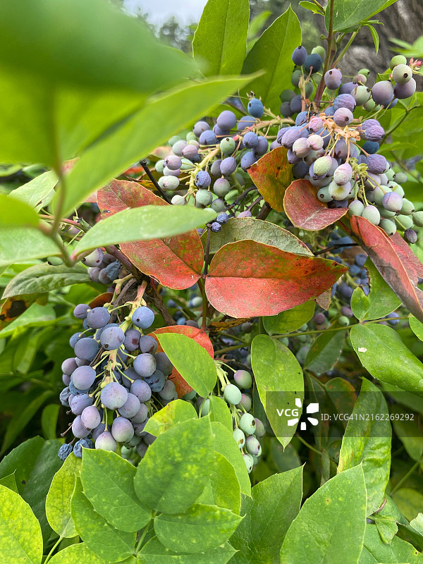 摩尔多瓦葡萄园的葡萄特写图片素材