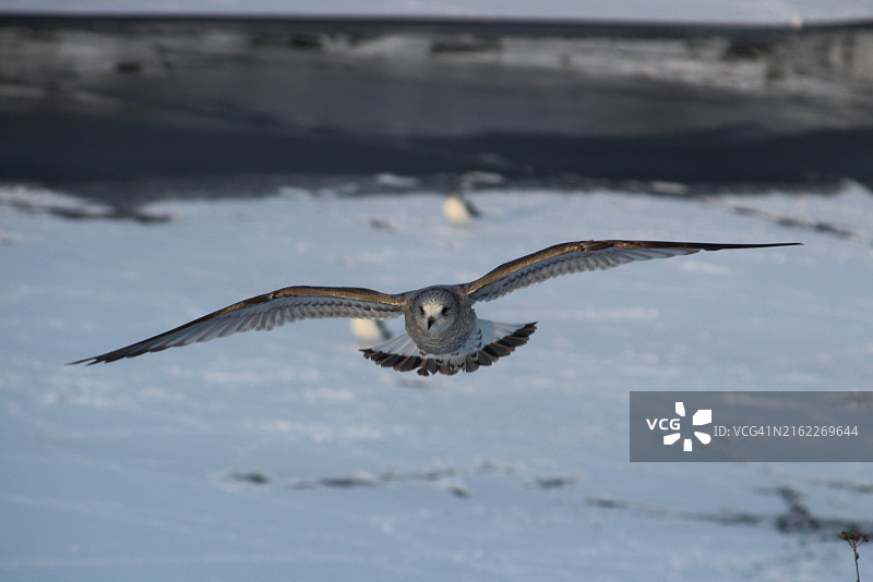 海鸥在海上飞行的特写图片素材