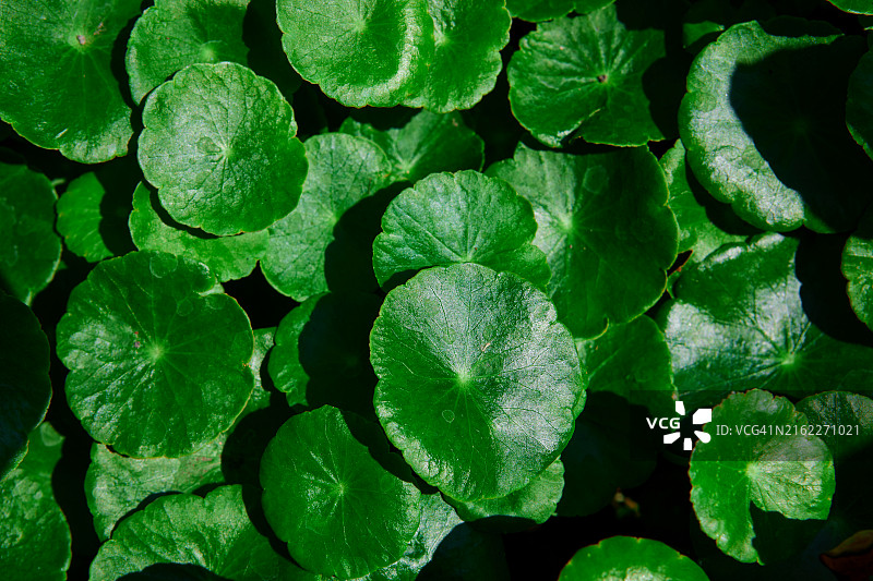 水金钱草叶子生长全景照片图片素材