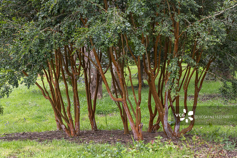 英国花园里桃金娘树丛上的锈色树干图片素材